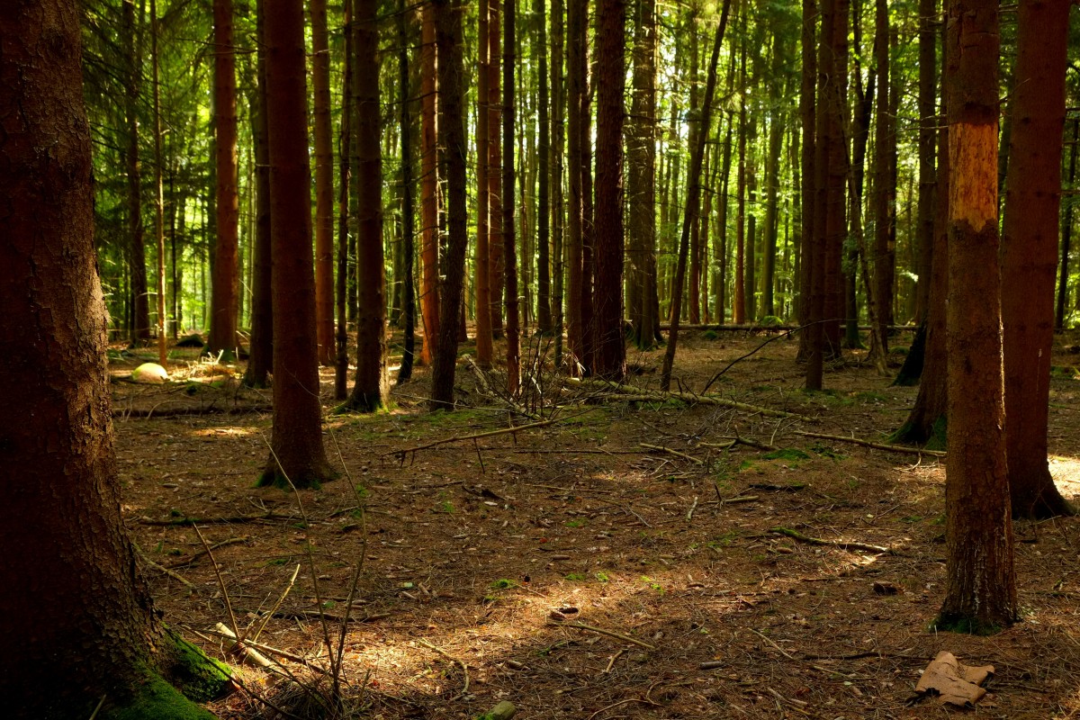 artskyddsförordningen_lavskrikan_skogsstyrelsen_EU